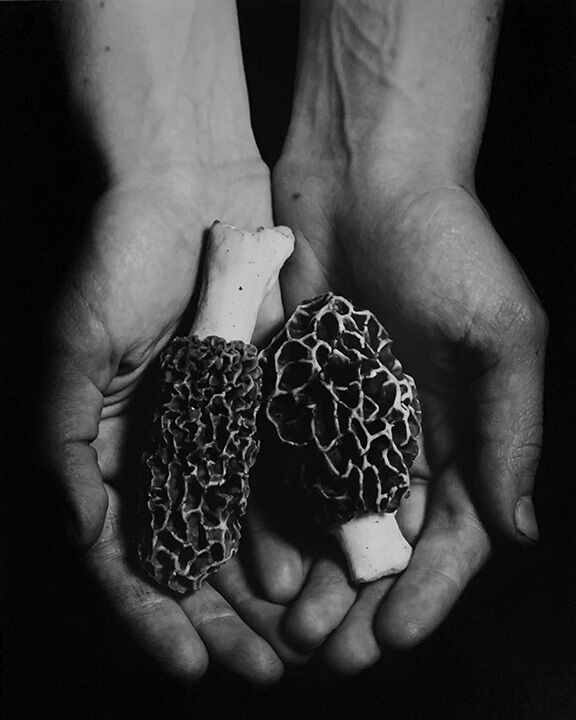 Curran Broderick Morels.jpg
